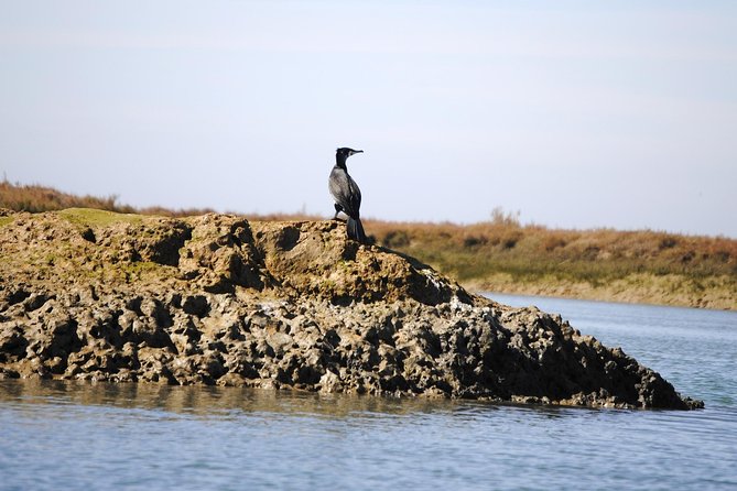 2-hour Bird Watching Guided Boat Trip in Ria Formosa from Faro Algarve - Barrinha Beach Stop: A Deserted-Bank View With Tern and Plover Focus