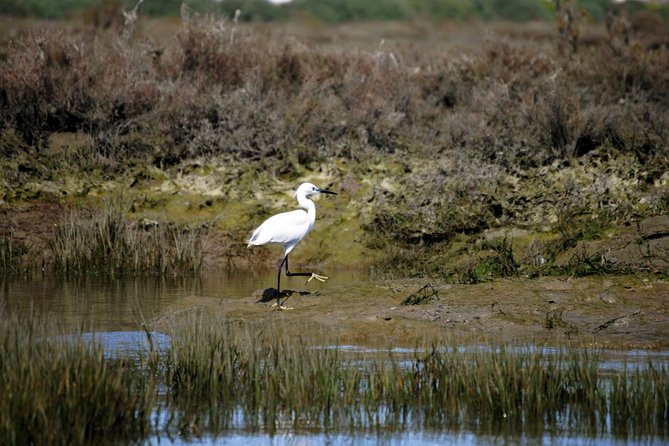2-hour Bird Watching Guided Boat Trip in Ria Formosa from Faro Algarve - What Weather, Season, and Tide Can Change