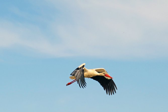 4-Hour Private Boat Tour in Ria Formosa - Wildlife spotting without the stress: what a skipper helps you do