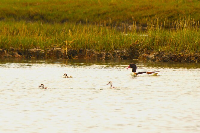 6 hour boat tour navegating through the Islands of Ria Formosa National Park - How the 6-hour cruise is paced across Ria Formosa