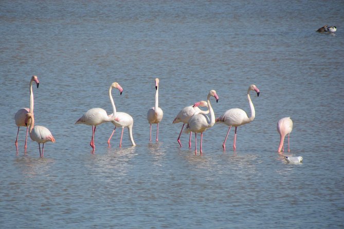 Afternoon birdwatching at Lagoa dos Salgados - Lagoa dos Salgados birdwatching at 2 pm: why the timing matters