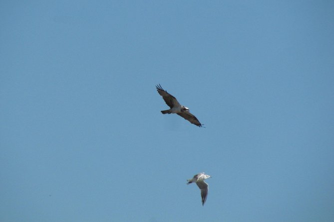 Afternoon birdwatching at Lagoa dos Salgados - Getting there from A Rocha Life: small-group rhythm, private transport