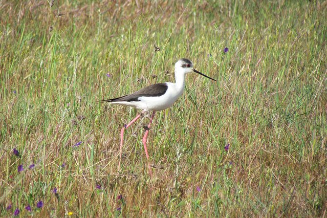 Afternoon birdwatching at Lagoa dos Salgados - Timing and weather: your best plan for a successful afternoon