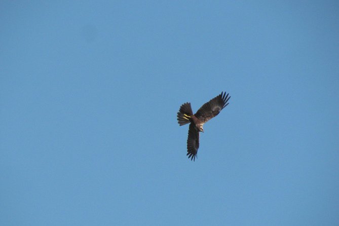Afternoon birdwatching at Lagoa dos Salgados - Who this tour suits best (and who might want a different plan)