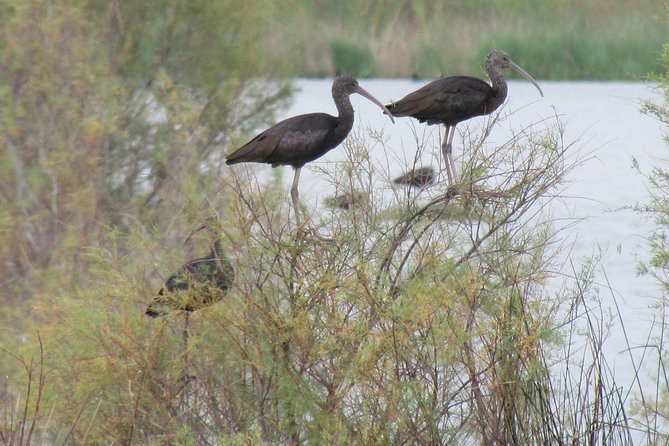 Afternoon birdwatching at Lagoa dos Salgados - What you might spot: flamingoes, spoonbills, and migrants