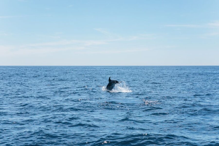 Albufeira: 2.5-Hour Benagil Caves & Dolphin Watching - “Quick stops” that actually matter: Nossa Senhora da Rocha and Albandeira