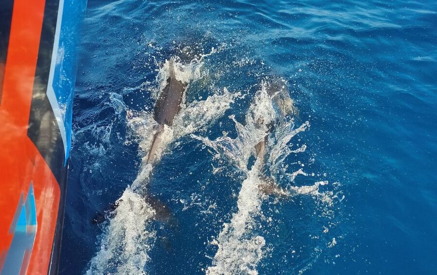 Albufeira: 2.5-Hour Dolphin Watching and Caves Trip - Albufeira caves and dolphin watching: the core idea
