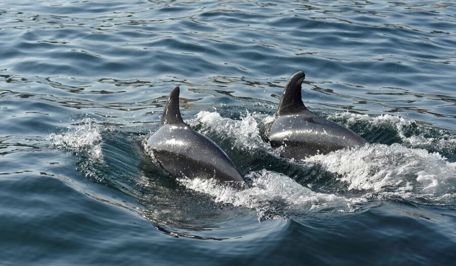 Albufeira: 2.5-Hour Dolphin Watching and Caves Trip - The optional Atlantic swim: the small moment that can be the best