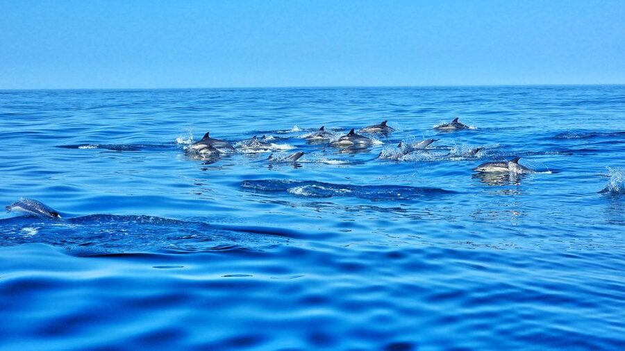 Albufeira: Benagil Cave and Dolphin Sightseeing Boat Cruise - Senhora da Rocha: a cave stop built for quick photos