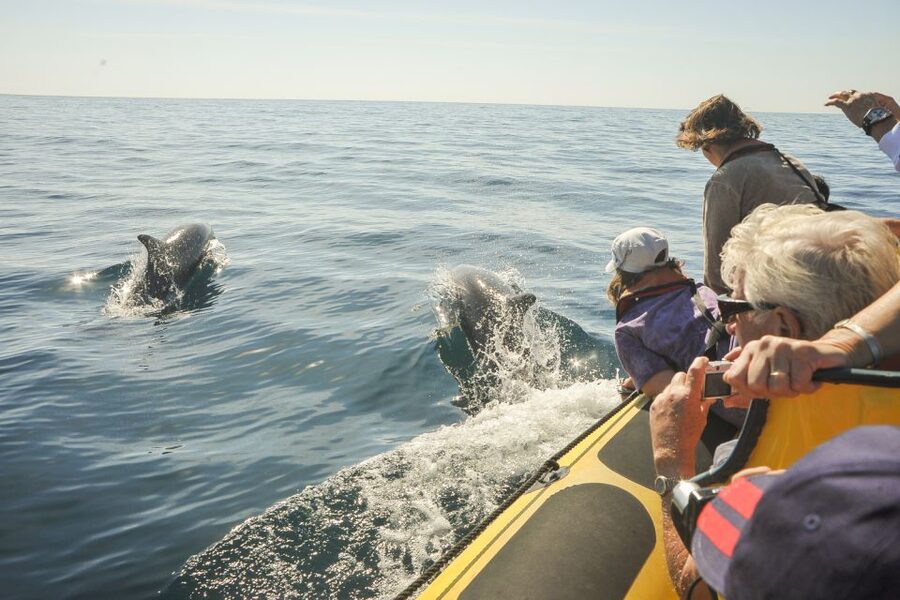 Albufeira: Benagil Caves & Dolphin Watching Speed Boat Tour - What to bring (and what to skip) for a smooth ride