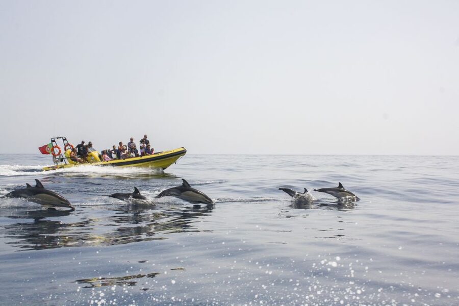 Albufeira: Benagil Caves & Dolphin Watching Speed Boat Tour - Benagil and Albufeira: what this speedboat day is really about