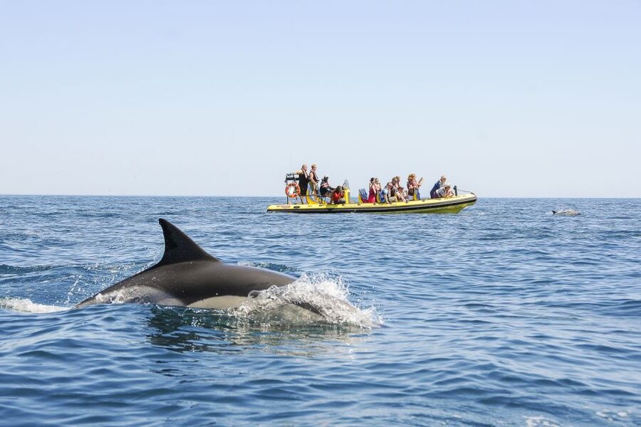 Albufeira: Benagil Caves & Dolphin Watching Speed Boat Tour - Entering Benagil Caves: short time inside, big payoff outside