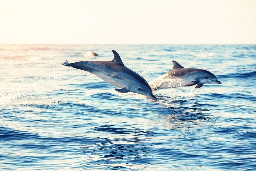 Albufeira: Benagil Caves & Dolphin Watching Speed Boat Tour - Dolphin watching in the open sea: what you can hope for