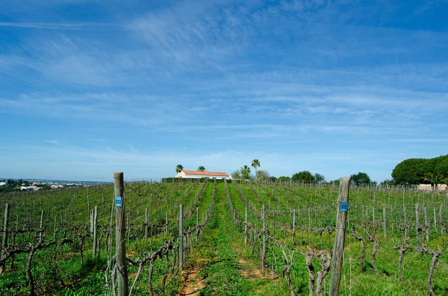 Albufeira: City Highlights & WINE TASTING - The Wine Tasting at a Local Algarve Winery (4 Wines, One Region)