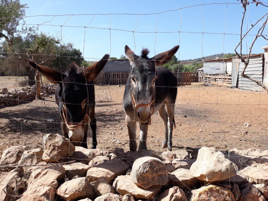 Albufeira Countryside Tuk Tuk Tour - Ferreiras to Paderne: why this route feels different