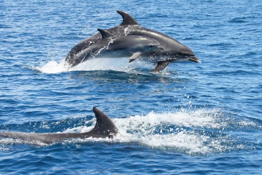 Albufeira: Dolphin Watching and Benagil Cave - From Marina de Albufeira to Carvoeiro: the coast portion that sets the tone