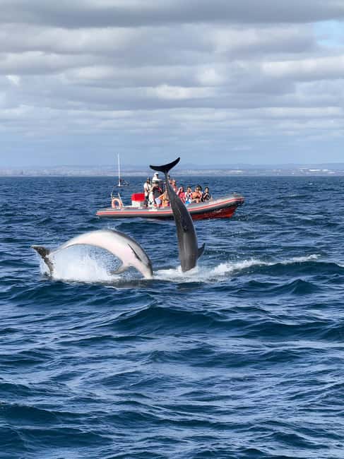 Albufeira: Dolphin Watching and Benagil Cave Boat Cruise - Benagil Cave: Iconic, but Not Always Accessible