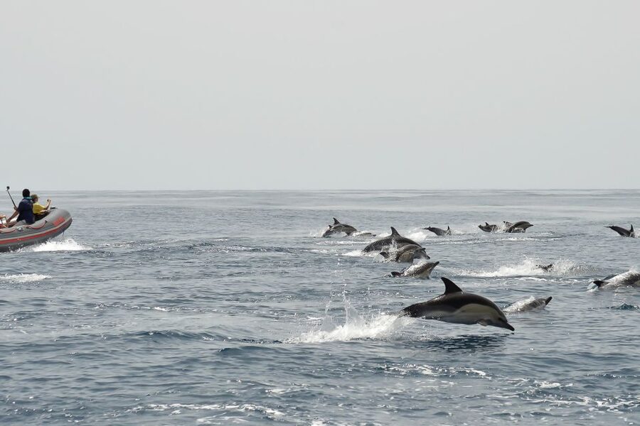 Albufeira: Dolphin Watching and Benagil Cave Boat Cruise - Dolphins in the Wild: How the Search Works (and Why Respect Matters)