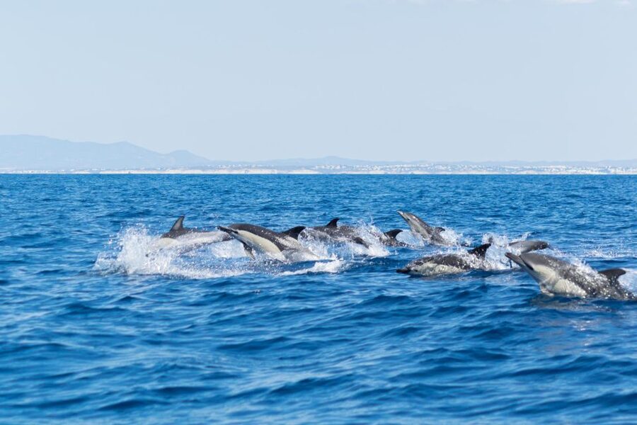 Albufeira: Dolphins, Benagil Caves and Coastline Boat Tour - Who This Tour Suits Best (and Who Should Rethink It)