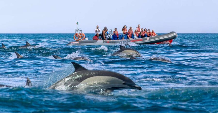 Albufeira: Dolphins, Benagil Caves and Coastline Boat Tour - What to Wear and Bring: Jacket, Sunscreen, and Sea-Smart Comfort