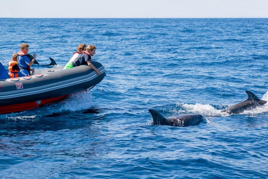 Albufeira: Dolphins, Benagil Caves and Coastline Boat Tour - The Guide Makes It: Fun Facts, Clear Safety, and Real Personality