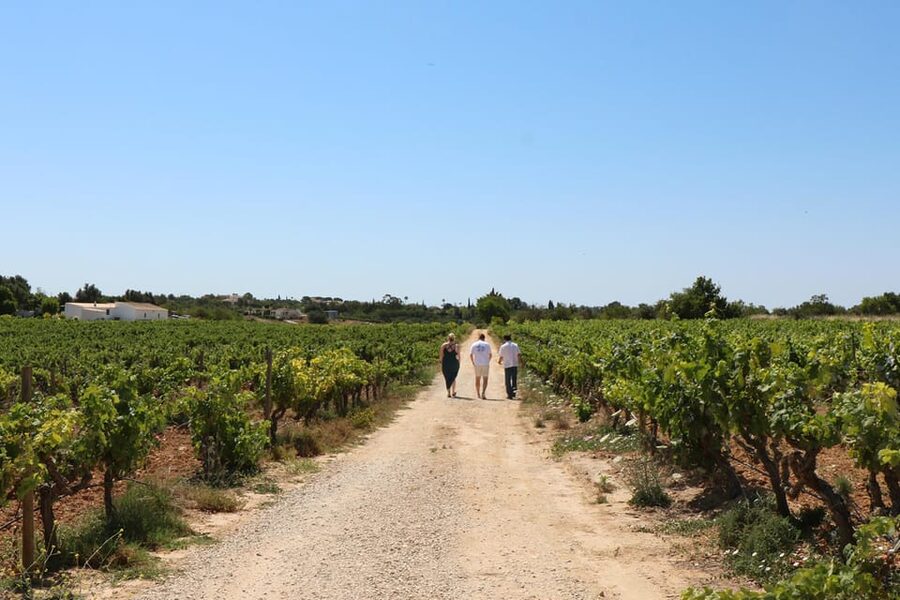 Albufeira/Porches/Vilamoura: Wine Tasting with Tapas & Music - Key Highlights You’ll Actually Care About