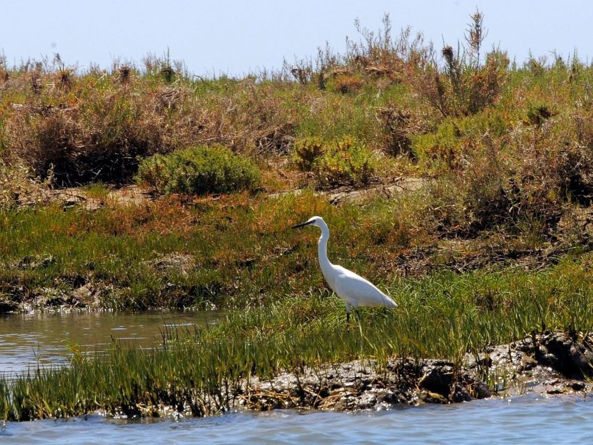 Algarve: 2-Hour Ria Formosa Kayak Tour from Faro - Key highlights you’ll feel fast