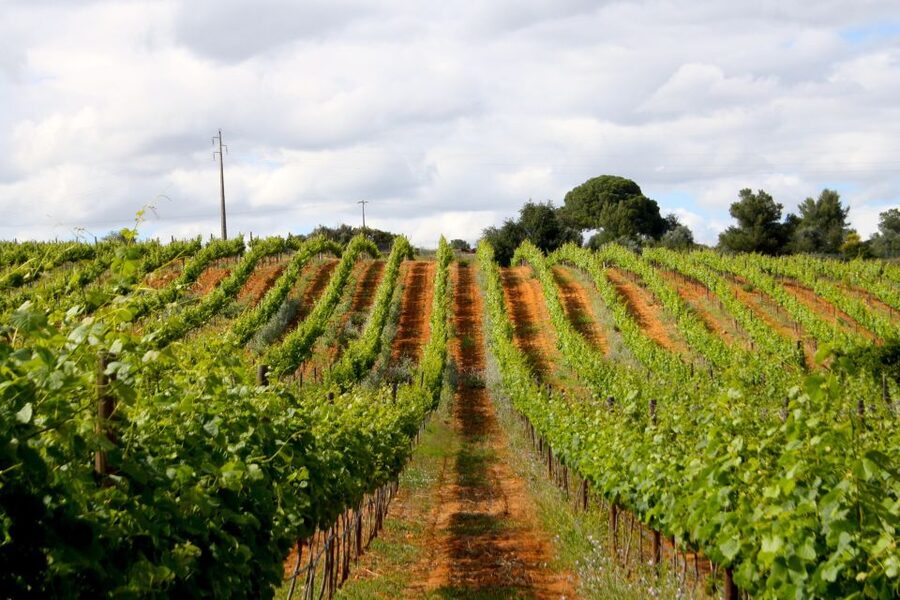 Algarve: 3 Types of Wine Tastings with Vineyard Views - Your 3-Wine Tasting: How the Staff-Led Choice Works