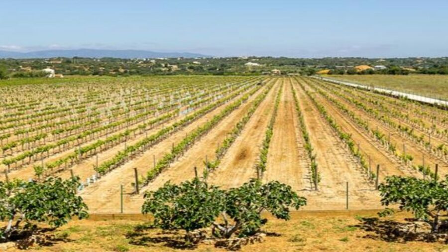 Algarve: Classic Wine Tour & Tasting in Silves - Key Highlights You’ll Notice Right Away