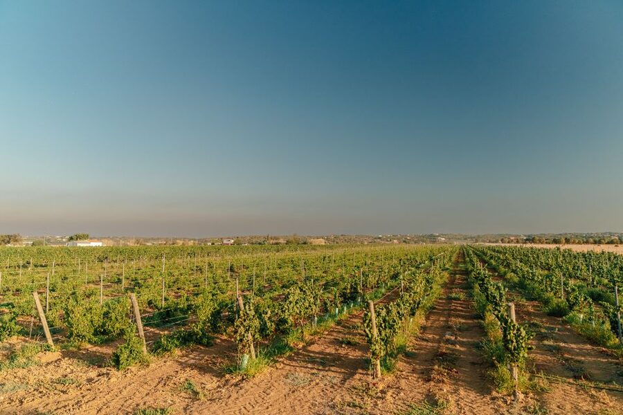 Algarve: Classic Wine Tour & Tasting in Silves - Pairing Local Cheeses and Charcuterie (It’s Not an Afterthought)