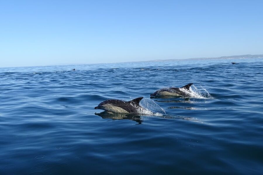 Algarve Dolphin Watching & Marine Life Eco Tour - Price and value: what $64 buys you (and what it doesn’t)