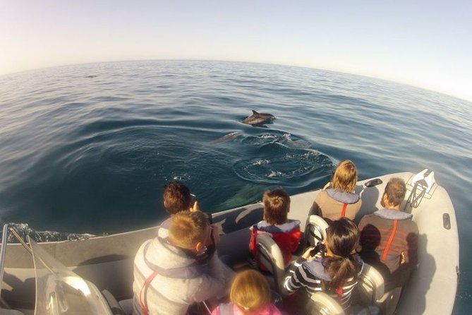 Algarve Dolphin Watching & Marine Life Eco Tour - Dolphins and seabirds: the Algarve trip that feels alive