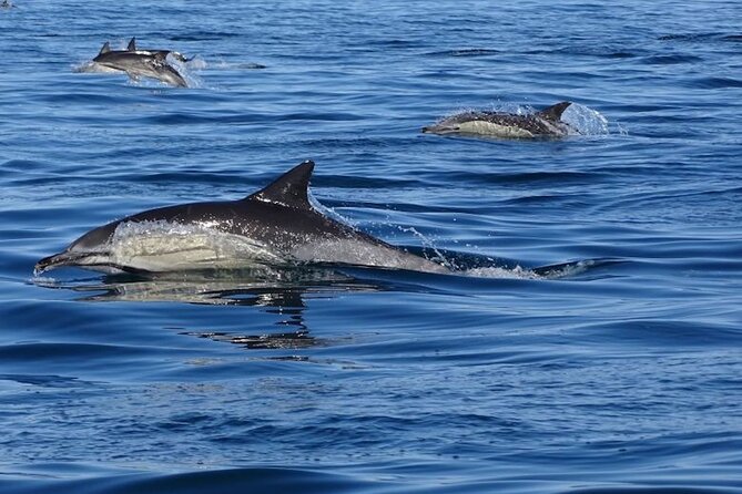 Algarve Dolphin Watching & Marine Life Eco Tour - From Parque Natural da Ria Formosa to the open ocean