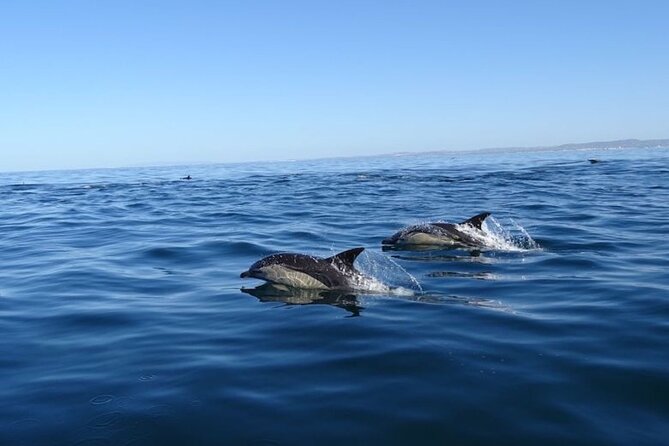 Algarve Dolphin Watching & Marine Life Eco Tour - Seabird heaven overhead: how the guides help you spot marine life