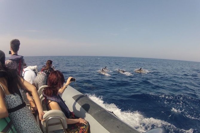 Algarve Dolphin Watching & Marine Life Eco Tour - Ilha do Farol: a classic stop for views and more wildlife watching