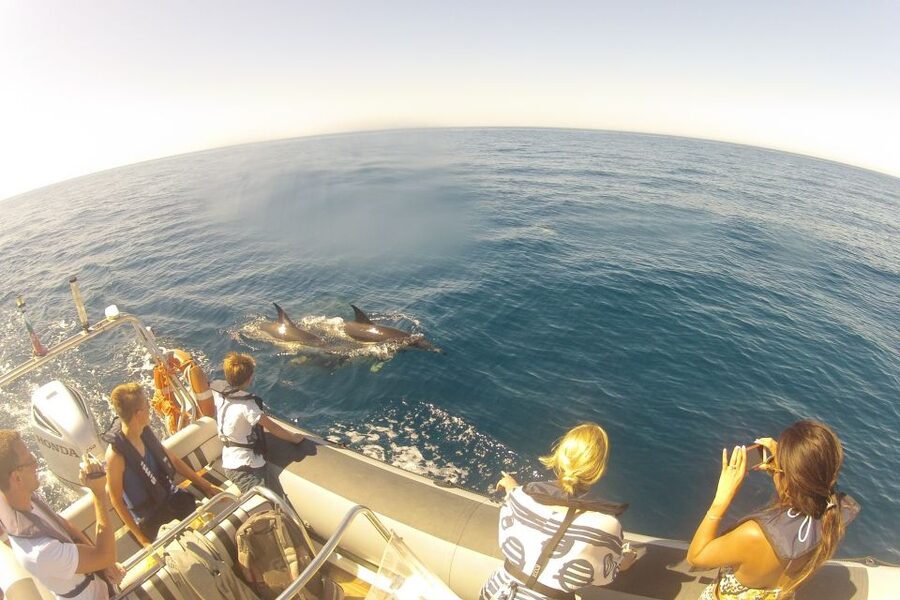 Algarve Dolphin Watching & Marine Life Eco Tour - The secret stop (about 30 minutes) when sightings matter most