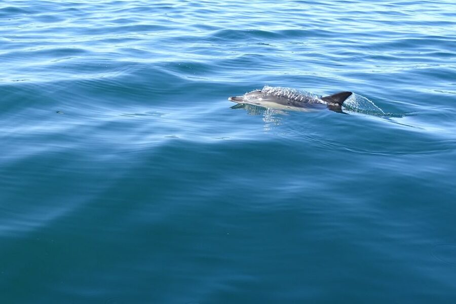 Algarve Dolphin Watching & Marine Life Eco Tour - Culatra Island and the return ride into Ria Formosa