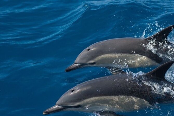 Algarve Dolphin Watching & Marine Life Eco Tour - Where you meet and how the day starts in Faro