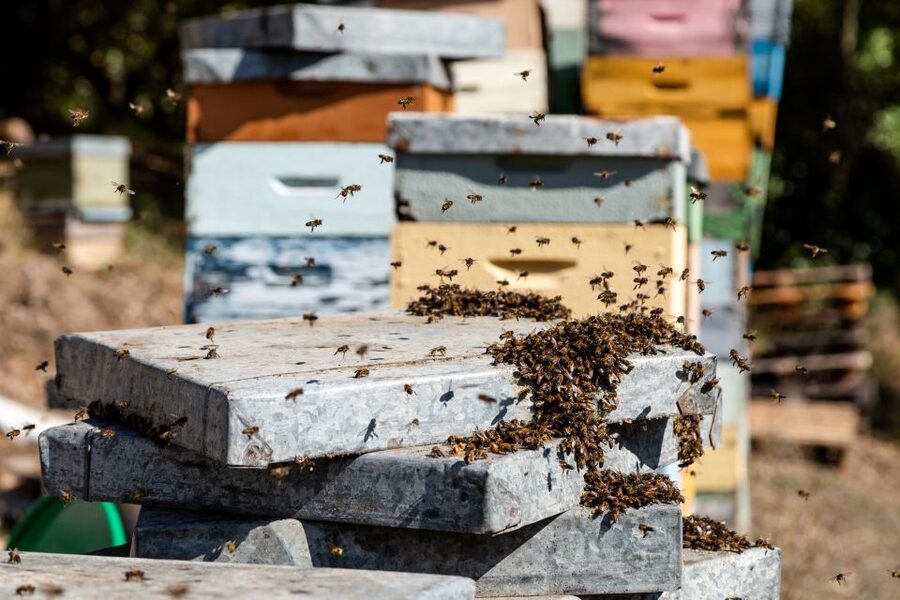 Algarve: Jeep Safari with Distillery Visit & Lunch - Medronho Distillery Tasting and Traditional Honey Making