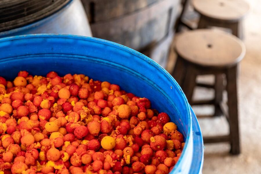 Algarve: Jeep Safari with Distillery Visit & Lunch - Price and Value: Is $84 a Good Deal for 7.5 Hours?