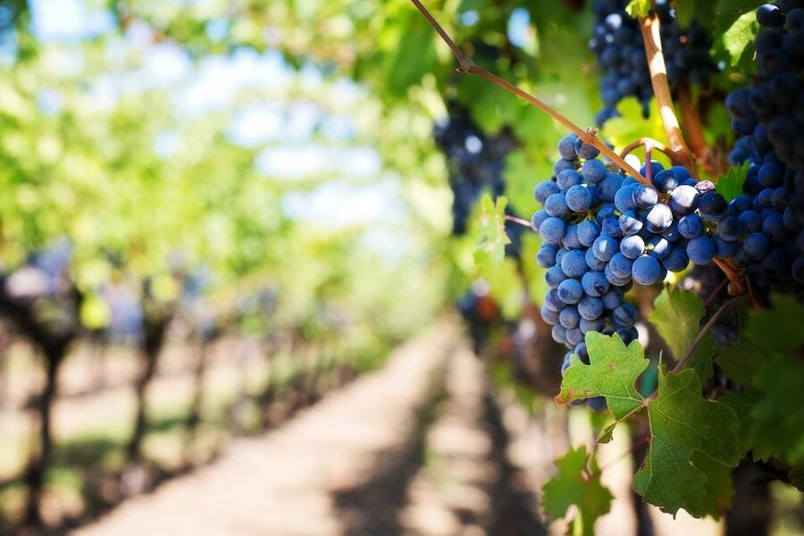 Algarve: Landscapes, Pottery, and Winery Tour - Ferragudo Cobblestones and Harbor Time: Where Lunch Becomes Part of the Plan