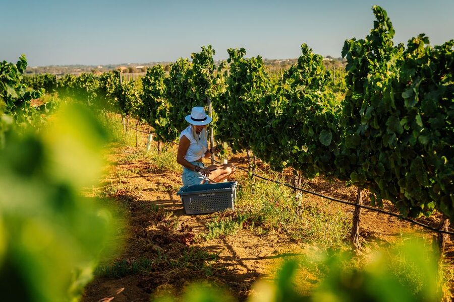 Algarve: Vineyard Tour & Premium Wine Tasting in Silves - Why Silves Vineyard Country Works So Well in the Algarve
