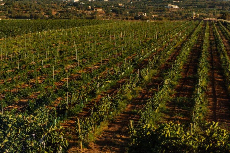 Algarve: Vineyard Tour & Premium Wine Tasting in Silves - Vineyard Walk in Silves: Native Grapes and the View Factor