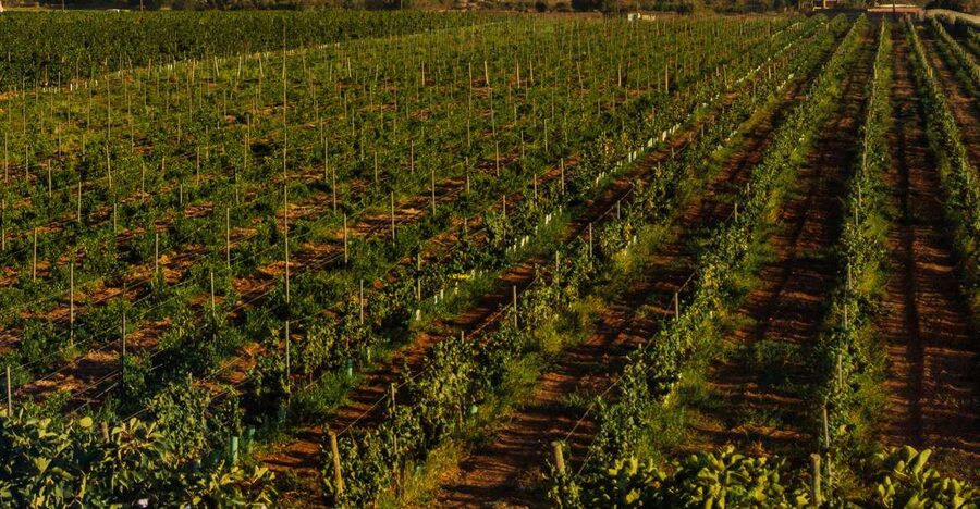 Algarve: Vineyard Tour & Premium Wine Tasting in Silves - What You’re Really Buying at $53: Value, Not Just Price