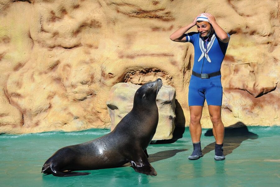 Algarve: Zoomarine Amusement Park Entry Ticket - Dolphin, sea lion, and seal shows: the big moments