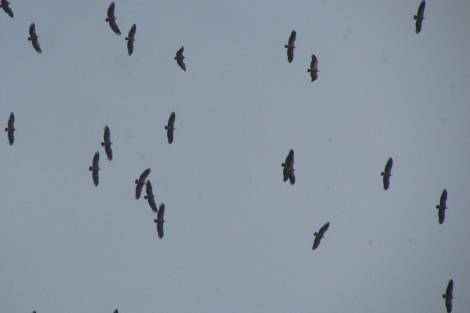 Birdwatching day around Sagres - Sagres and Cape Saint Vincent: where birdwatching actually happens
