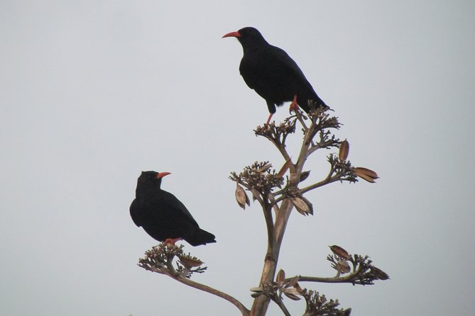 Birdwatching day around Sagres - Where you’ll watch: Ponta da Atalaia, Cabranosa, Cape St Vincent, Vale Santo