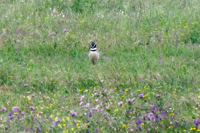 Birdwatching day around Sagres - Autumn migration vs spring breeding: plan your expectations