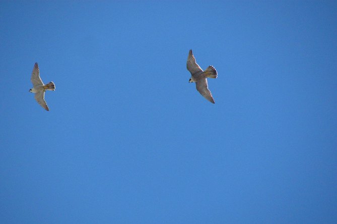 Birdwatching day around Sagres - Binoculars vs telescope: what the equipment really changes