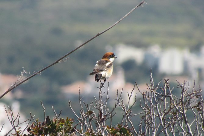 Birdwatching day around Sagres - Guides like Gui: tailoring your day to your interests